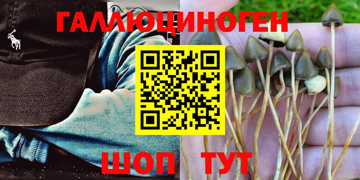 Псилоцибиновые грибы Cubensis Димитровград